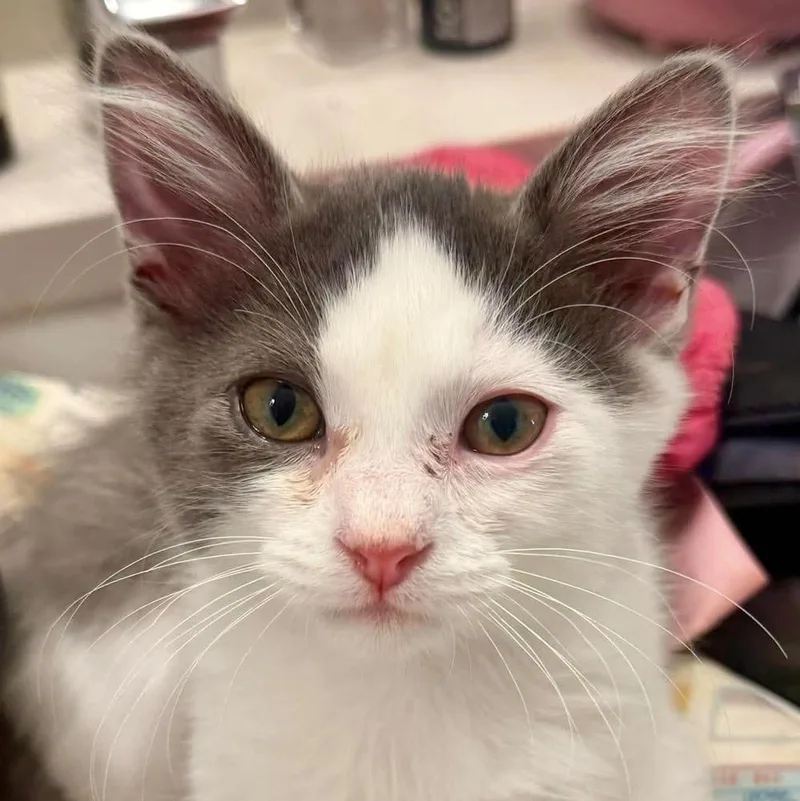A baby medium-sized male Gray & White Domestic Medium Hair cat named Poe for adoption in Chicago, IL