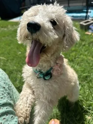 An adult small-sized female Poodle dog named Allie for adoption in Fort Worth, TX