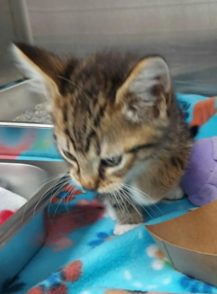 A baby medium-sized male Domestic Short Hair cat named Meowmeow for adoption in Hartsville, SC