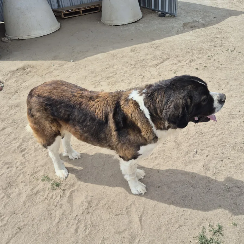 A young extra large-sized female Bicolor Saint Bernard dog named Kalea for adoption in Sparks, NV