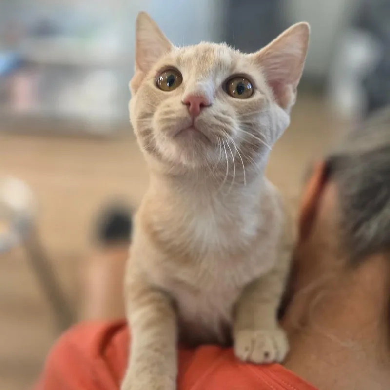 A baby medium-sized male Buff / Tan / Fawn Domestic Short Hair cat named Blondie for adoption in Chapel Hill, NC