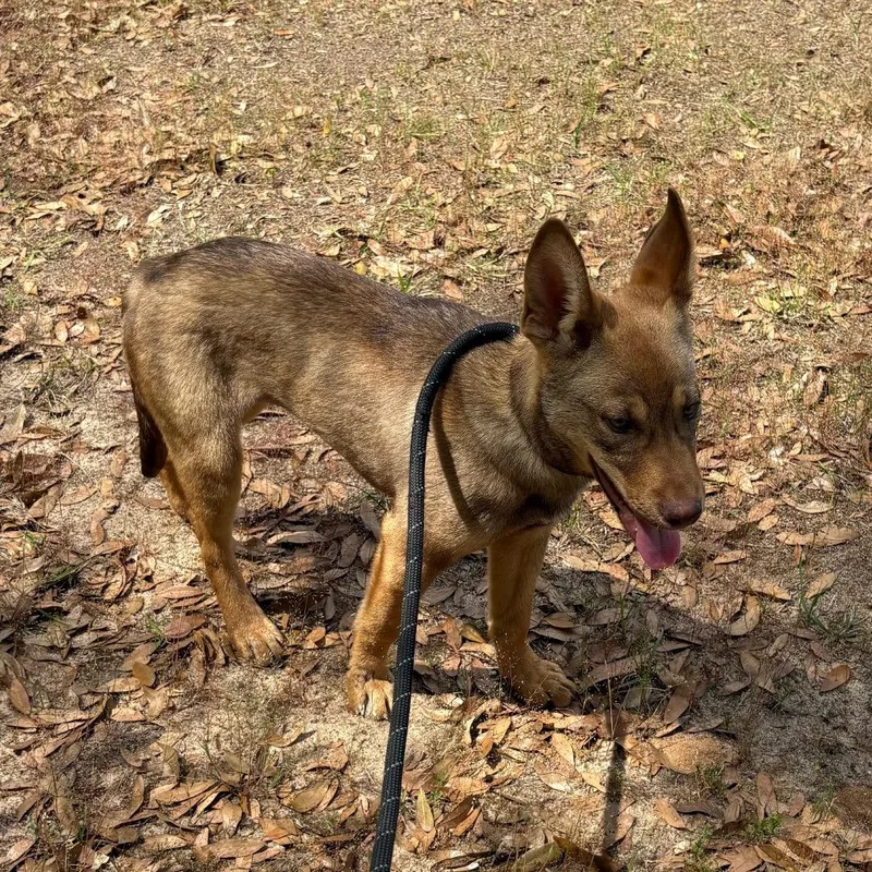 A baby small-sized female Brown / Chocolate Mixed Breed dog named Faith for adoption in Milton, FL