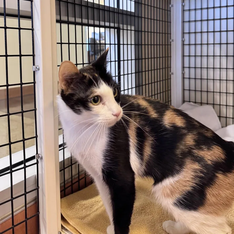 An adult medium-sized female Domestic Short Hair cat named Izanami for adoption in Burlingame, CA