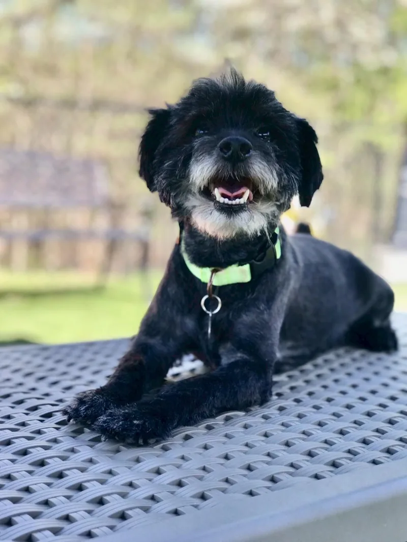 A young small-sized male Black Havanese dog named Duffy for adoption in POTOMAC, MD
