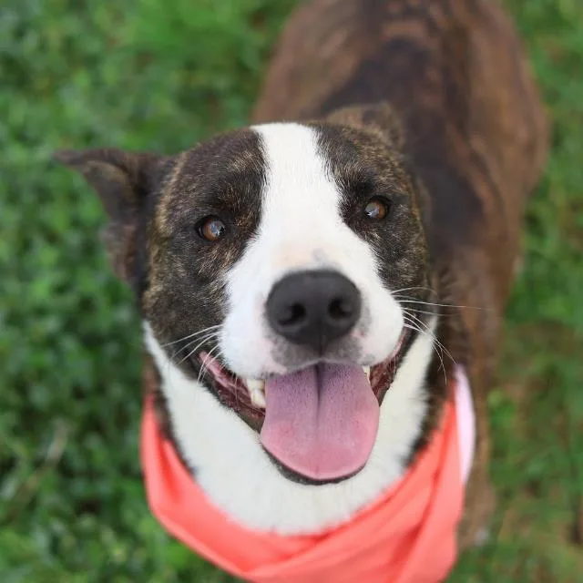 An adult medium-sized male Terrier dog named Shorty for adoption in San Antonio, TX