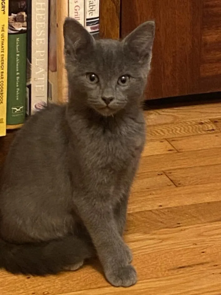 A baby small-sized male Domestic Short Hair cat named Gus for adoption in Santa Cruz, CA
