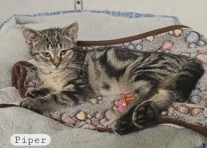 A baby medium-sized female Tabby (Brown / Chocolate) Domestic Short Hair cat named Piper for adoption in Wapakoneta, OH