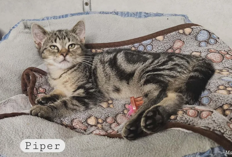 Piper thumbnail 2