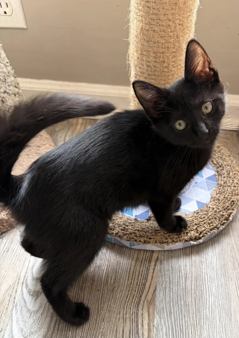 A baby medium-sized male Domestic Short Hair cat named Darknyan for adoption in Trenton, NJ