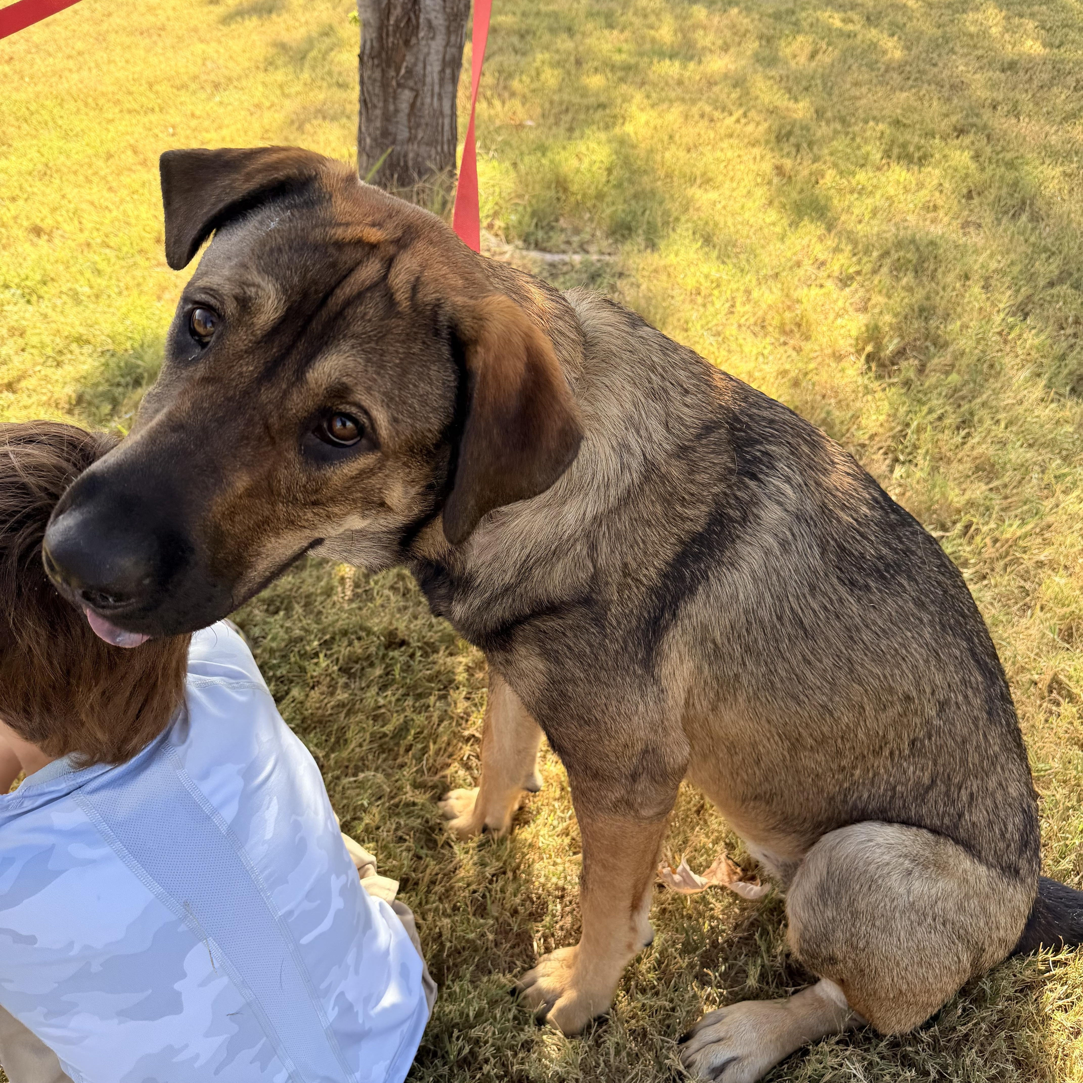 A young large-sized female Bicolor Black Mouth Cur dog named Nova for adoption in Choctaw, OK