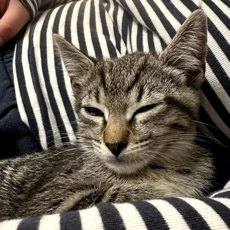 A baby small-sized male Brown / Chocolate Domestic Short Hair cat named Ferb for adoption in Long Beach, CA