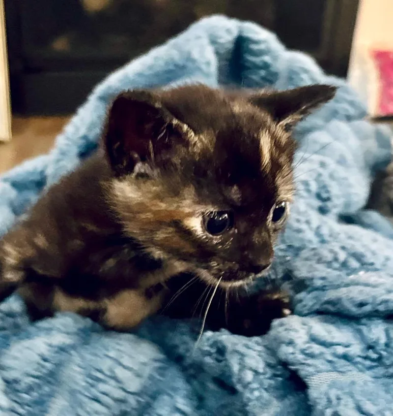 A baby medium-sized female Domestic Short Hair cat named Gayle for adoption in Columbia, IL
