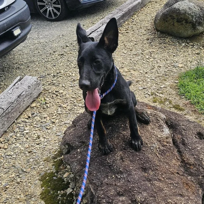 A young small-sized male Black Mixed Breed dog named Rambo for adoption in Blairsville, GA