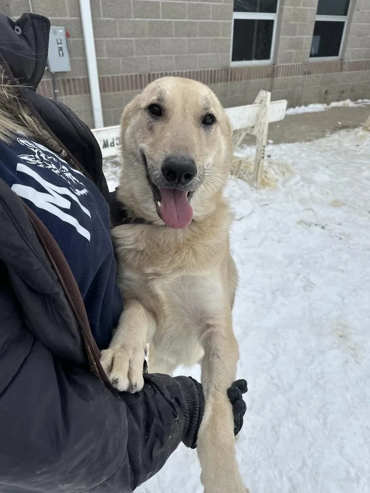 Maverick thumbnail 3