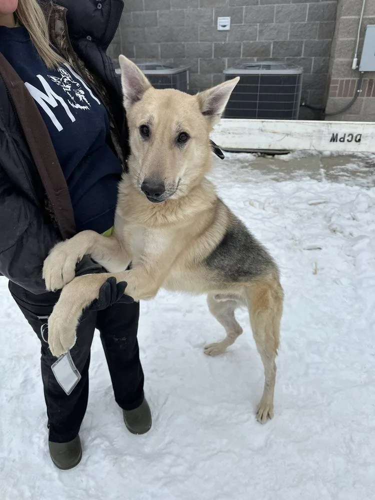 Maverick thumbnail 4