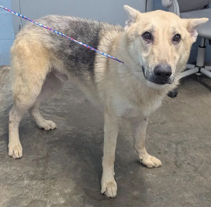 Maverick thumbnail 5