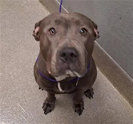 A young large-sized female Pit Bull Terrier dog named Diamond for adoption in Las Vegas, NV
