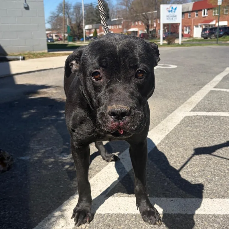 A senior medium-sized female Black Mixed Breed dog named Cornelia for adoption in Allentown, PA