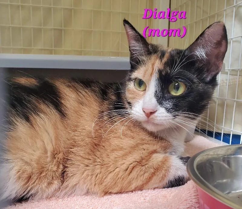 An adult medium-sized female Domestic Short Hair cat named Dialga for adoption in Diamond Springs, CA