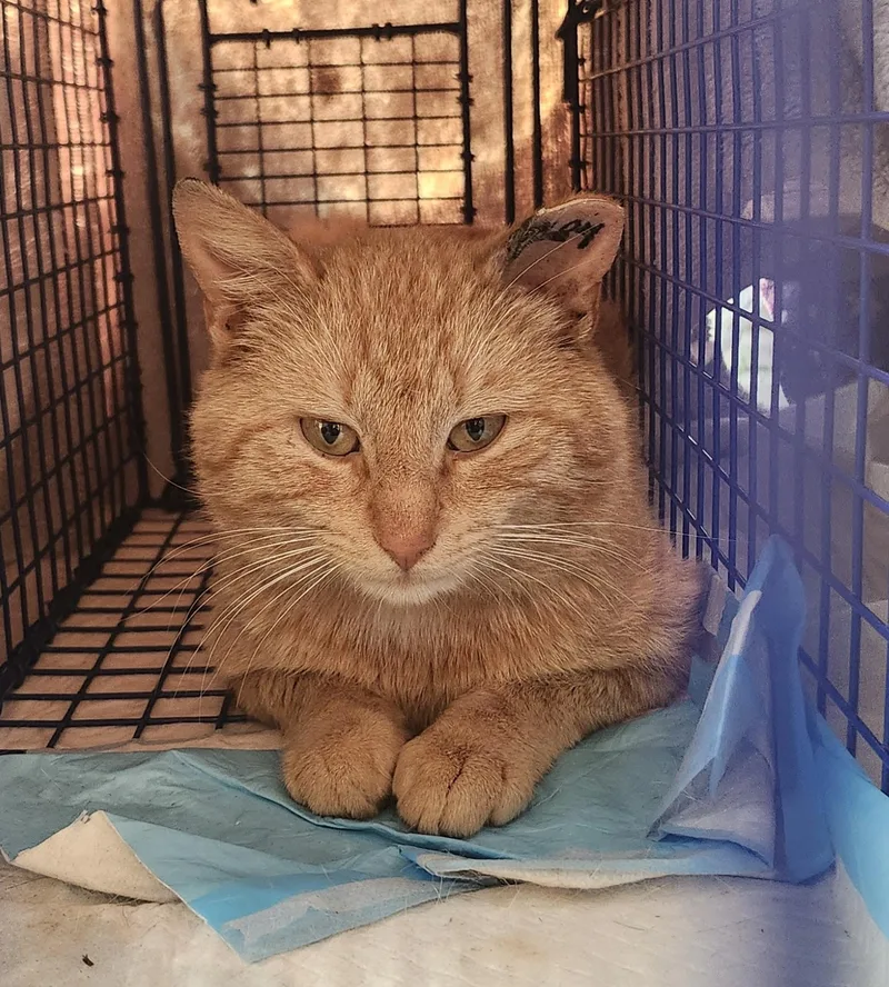 An adult medium-sized male Tabby cat named "marty" for adoption in North East, MD
