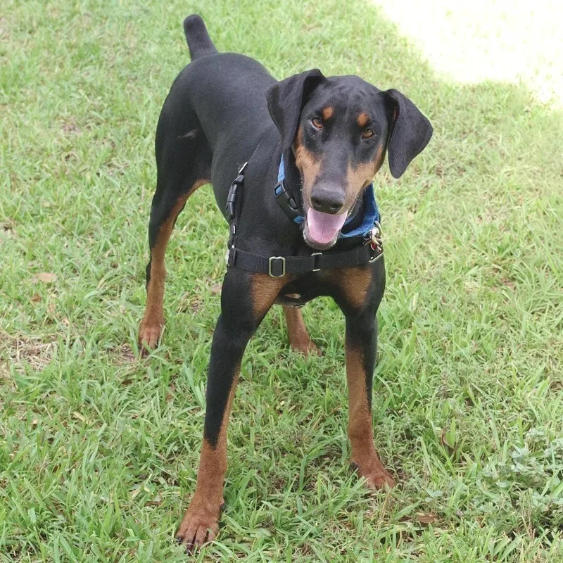 An adult large-sized female Black Doberman Pinscher dog named Maple for adoption in Miami, FL