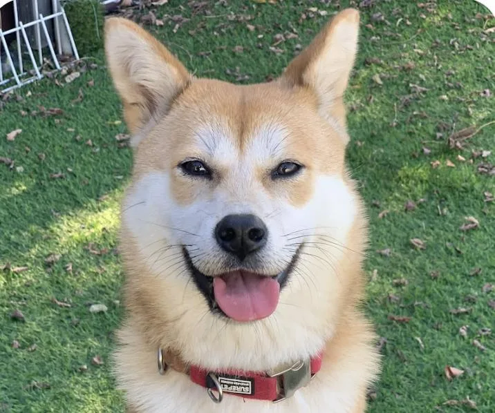 A baby medium-sized female Shiba Inu dog named Haroo for adoption in San Ramon, CA