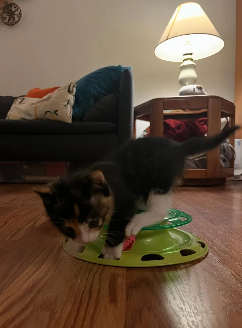 A young medium-sized female Calico Domestic Short Hair cat named Zelda for adoption in Bordentown, NJ