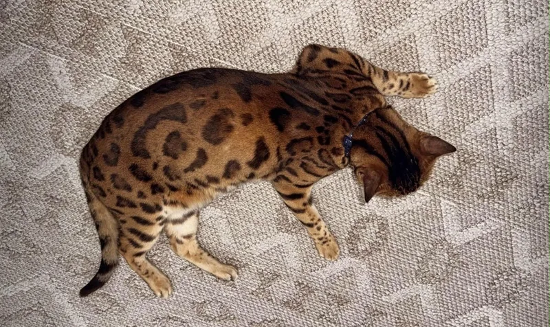 An adult large-sized male Brown / Chocolate Bengal cat named Bagheera for adoption in miami, FL