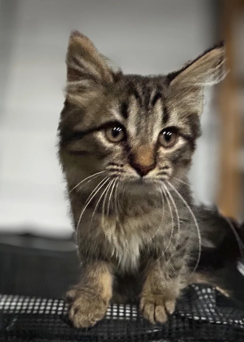 A young medium-sized female Domestic Long Hair cat named Deb for adoption in Elkins, WV