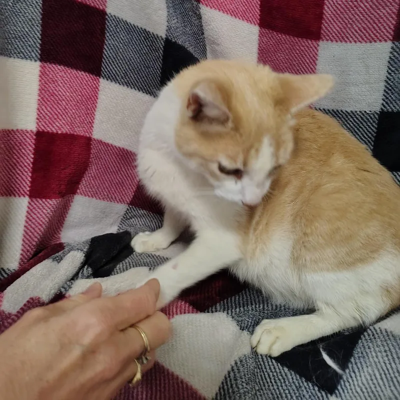 Tootsie thumbnail 2
