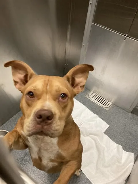 A young medium-sized male Mixed Breed dog named Mario for adoption in Dallas, TX