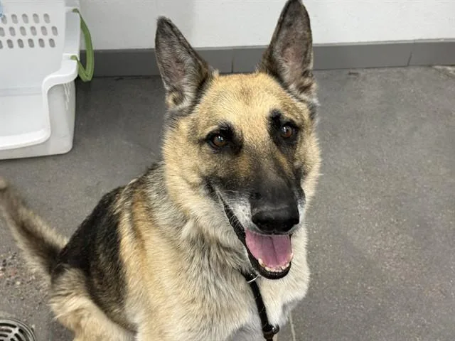 An adult medium-sized male German Shepherd Dog dog named Rosco for adoption in Mesa, AZ