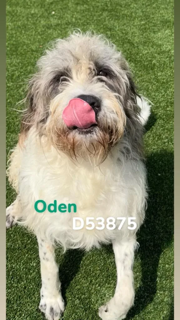 Oden thumbnail 2
