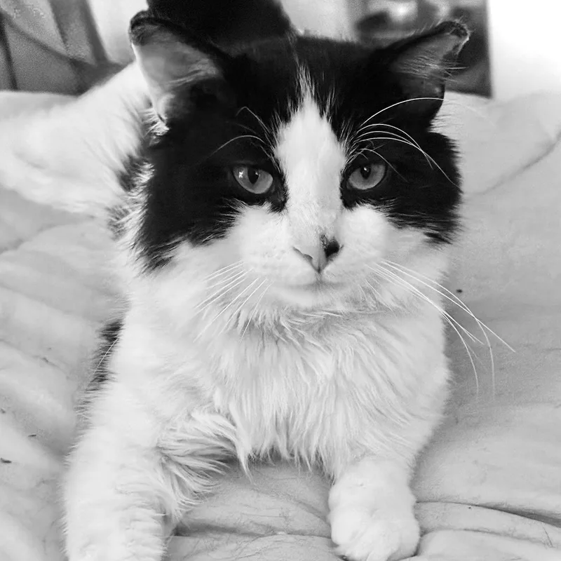 An adult medium-sized male White Domestic Medium Hair cat named Lucas for adoption in Bronx, NY