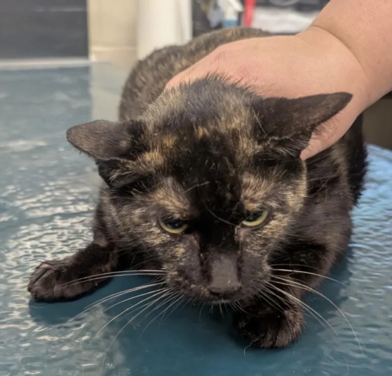 A young medium-sized female Domestic Short Hair cat named Jemma for adoption in Mobile, AL