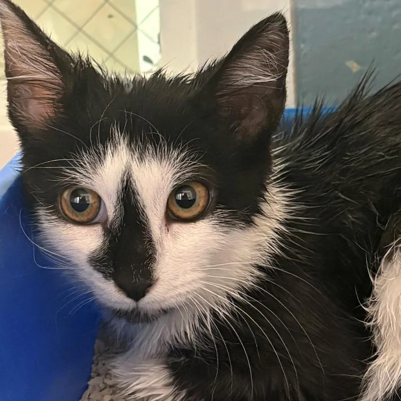 A baby small-sized male White Domestic Short Hair cat named Picasso for adoption in East Hanover, NJ