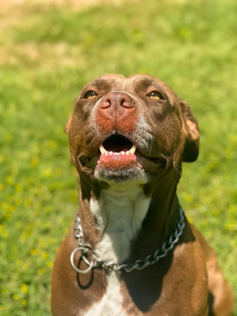 An adult large-sized female Pit Bull Terrier dog named Babybaby Girl for adoption in Springfield, TN
