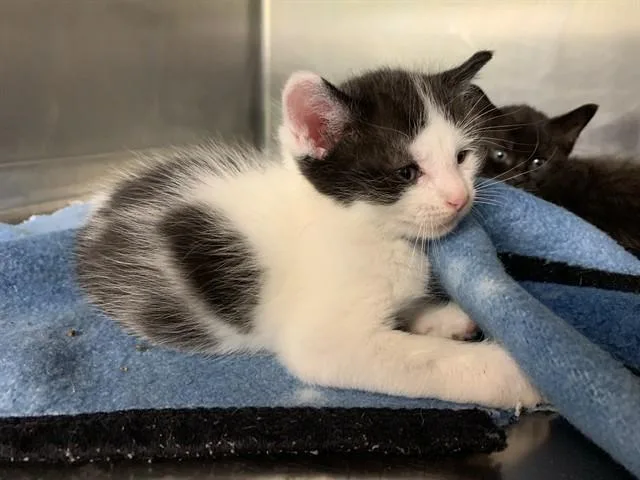 A baby small-sized male Domestic Short Hair cat named Lee for adoption in Grand Prairie, TX