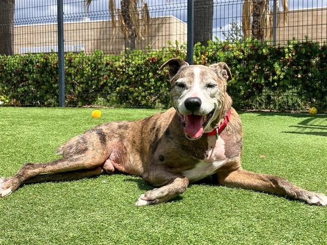 An adult large-sized male Catahoula Leopard Dog dog named Baxter for adoption in Tustin, CA
