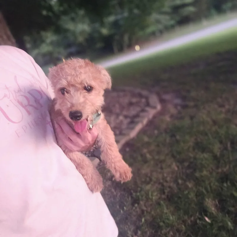 Biscuit thumbnail 5