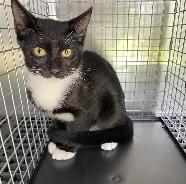 A baby small-sized male Domestic Short Hair cat named Courage for adoption in Fort Myers, FL