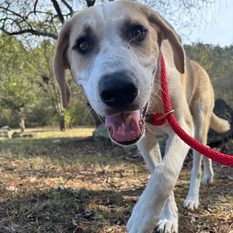 A young medium-sized male Hound dog named Jj for adoption in Birmingham, AL