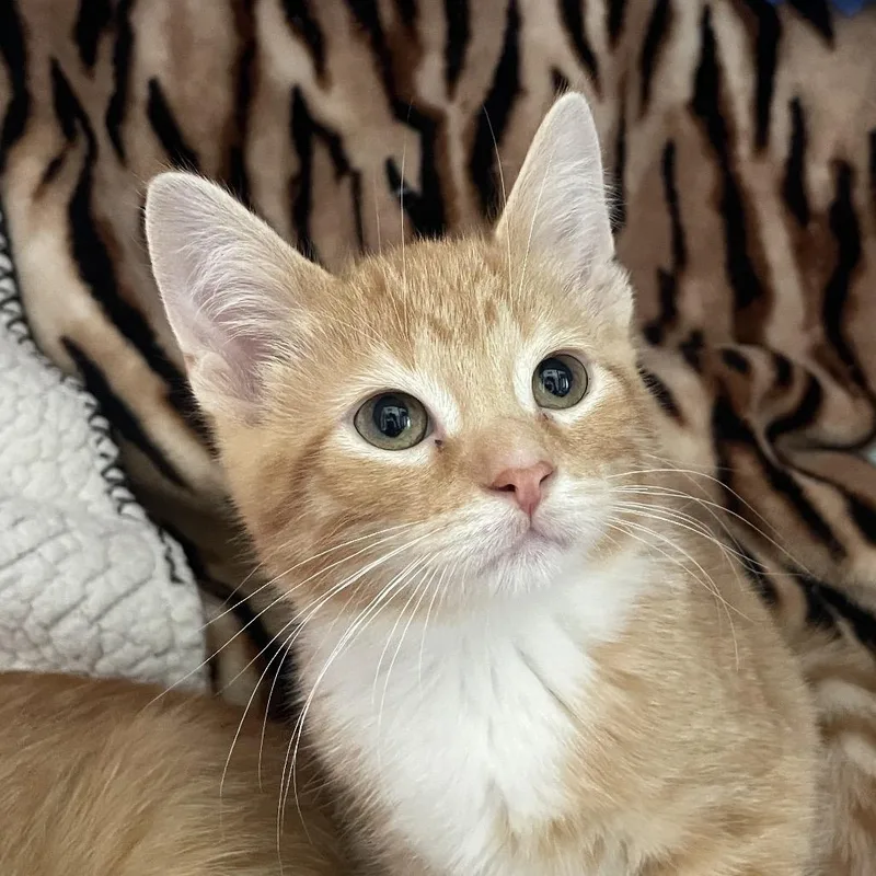 A baby small-sized male Domestic Medium Hair cat named Beallara for adoption in Chicago, IL