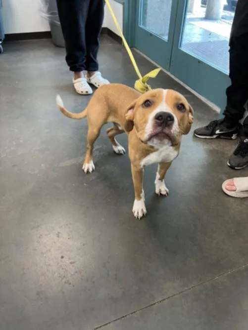 A young large-sized male American Staffordshire Terrier dog named Ty for adoption in Chatsworth, CA