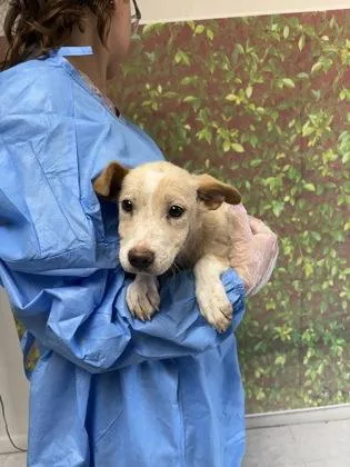 A young small-sized female Labrador Retriever dog named Paint for adoption in San Antonio, TX