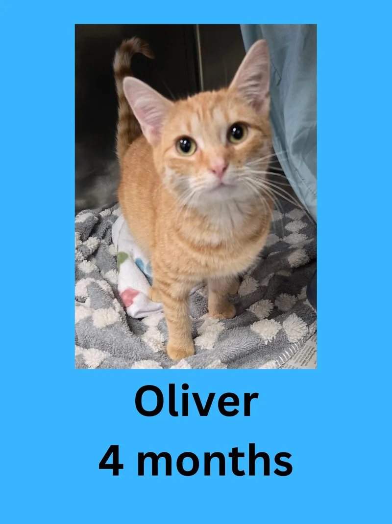 Oliver