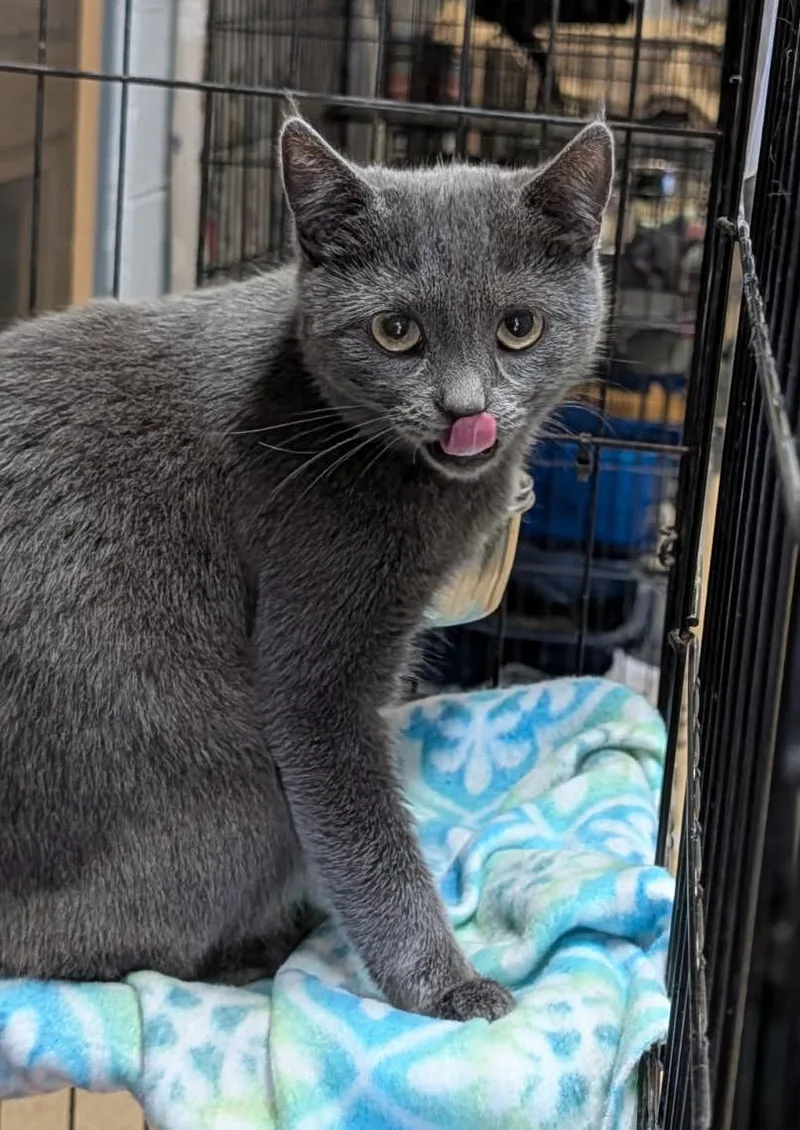 A young medium-sized female Gray / Blue / Silver Domestic Short Hair cat named Omni for adoption in Marietta, OH