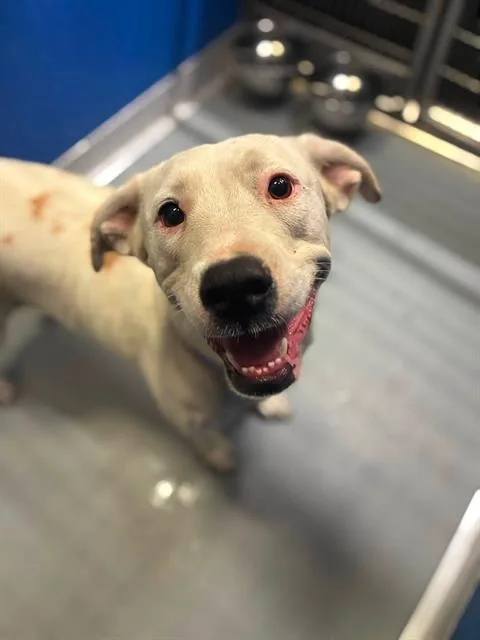 An adult large-sized female Pit Bull Terrier dog named Bunny for adoption in Visalia, CA