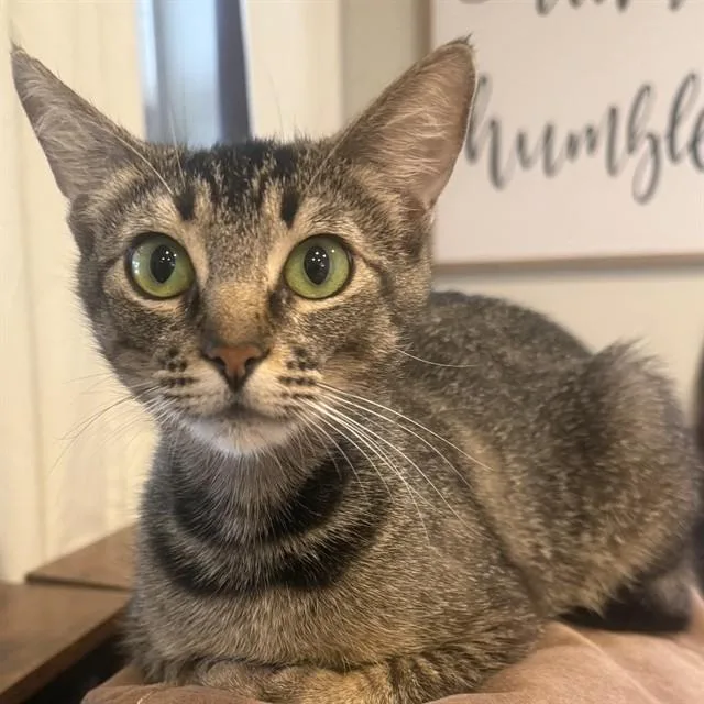 A young small-sized female Domestic Short Hair cat named Ivy for adoption in Auburn, CA