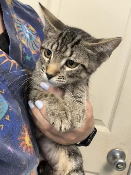 A baby small-sized female Domestic Short Hair cat named Tritonia I AM for adoption in East Brookfield, MA